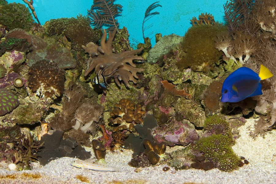 Reef Saltwater Aquarium Fishes